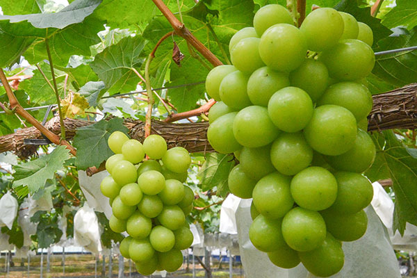 grape_shine.jpg
